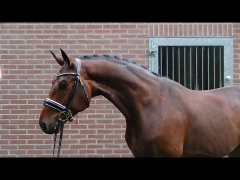 Sandro Hit x Rohdiamant x Donnerhall gelding