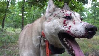 РАНЯВАНЕТО