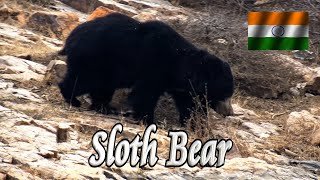 🐻 Sloth Bear (Ranthambore) 🦚