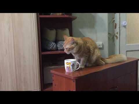 The cat is drinking coffee / Кот пьёт кофе.