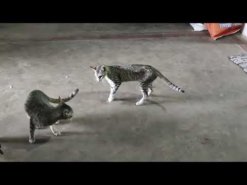 Small fight between two cats#chinna vandu#karuppan# Cat fight