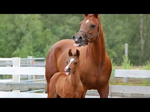Ces chevaux sont hilarants