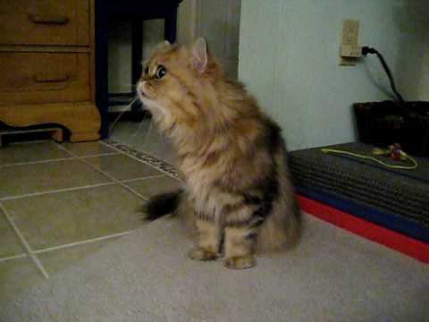 Simba Kahn, Paranoid Cat 06.11.09