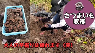 Sweet potato harvest! [Beni Haruka] [Annou potato] [Home garden]