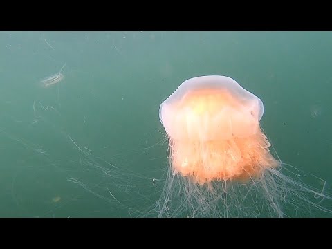 2019-04-21 The Norwegian slowness