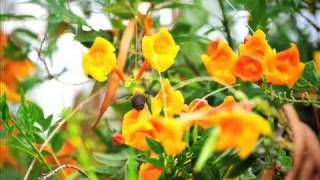 Karunesh - Colors Of Light - Sweet Dreams