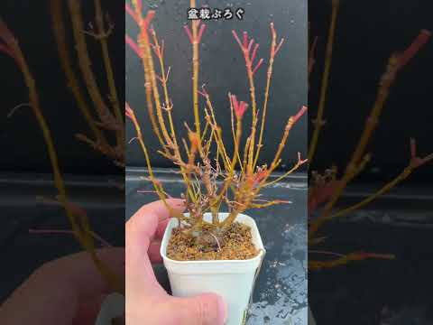 ゴールデンカエデ 植物
