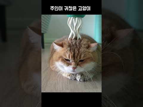 주인이 귀찮은 고양이