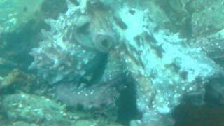 preview picture of video 'Octopus in Marlb Sounds Picton NINE DIVES NZ.AVI'