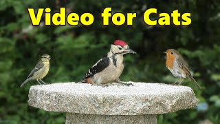 Birds for Cats to Watch ~ Baby Woodpecker Surprise