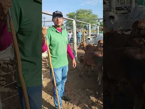 FEIRA DO GADO EM CIPÓ BA