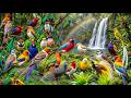 Amazon Jungle Birds Untamed Nature BeautifulBirds Birdslifedocumentary Birdvideos