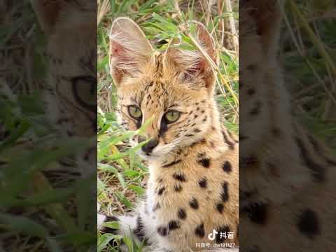 Serval - Cat or Leopard? - Amazing Animals