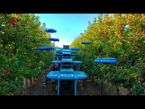 Drone com IA substitui humanos na colheita de frutas