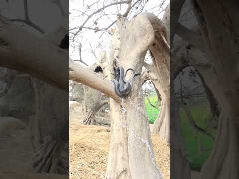 Dangerous king cobra snake on the pilo tree #shorts #youtubeshots #shortvides #youtube