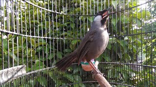 Download lagu Masteran POKSAY HONGKONG !!cukup Hitungan 3 Menit Mudah Respon Cepat Gacor (garullax chinensis) mp3 Download lagu Masteran POKSAY HONGKONG !!cukup Hitungan 3 Menit Mudah Respon Cepat Gacor (garullax chinensis) mp3