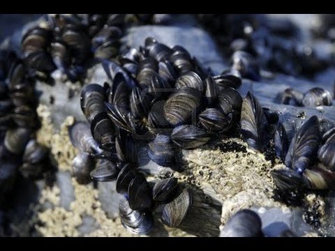 Peculiaridades De La Producción De Mejillones En Galicia España - TvAgro por Juan Gonzalo Angel