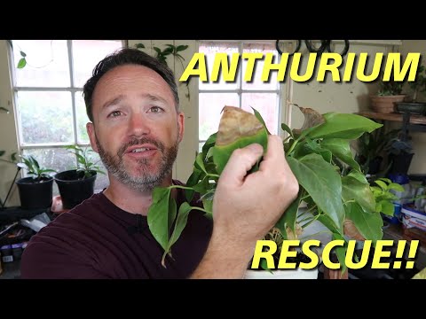 Anthurium Rescue ~ Care Guide ~ Flamingo Flower Care