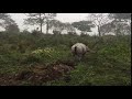 Rhino Pooping At Kaziranga National Park