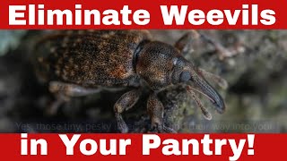 Say Goodbye to Bugs: How to Get Rid of Weevils in Your Pantry!