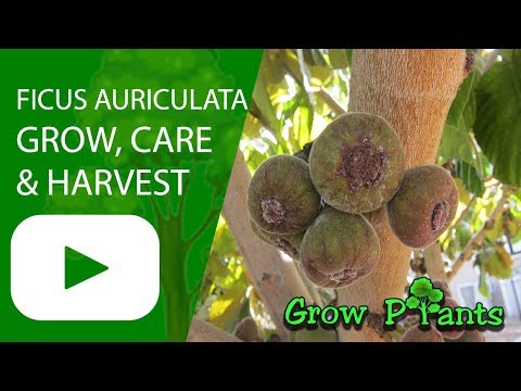 download lagu mp3 mp4 Elephant Ear Fig Tree, download lagu Elephant Ear Fig Tree gratis, unduh video klip Elephant Ear Fig Tree