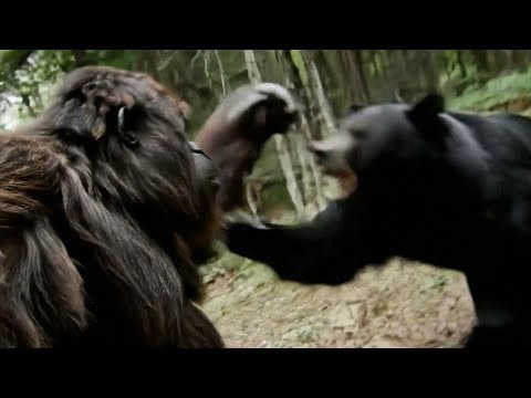 Bigfoot VLOG 3 - I GOT DRUNK AND FOUGHT A BEAR
