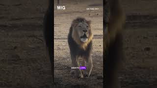 World Animal Day: Created by Nature, Destroyed by Humans