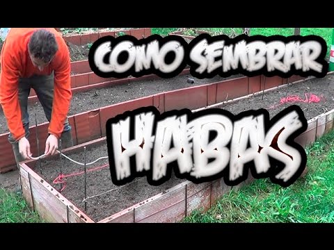 Como Sembrar Habas || Huerto Organico || La Huertina De Toni