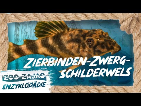 HOLZFÄLLER-Fisch?! | FISCHENZYKLOPÄDIE | Zoo Zajac