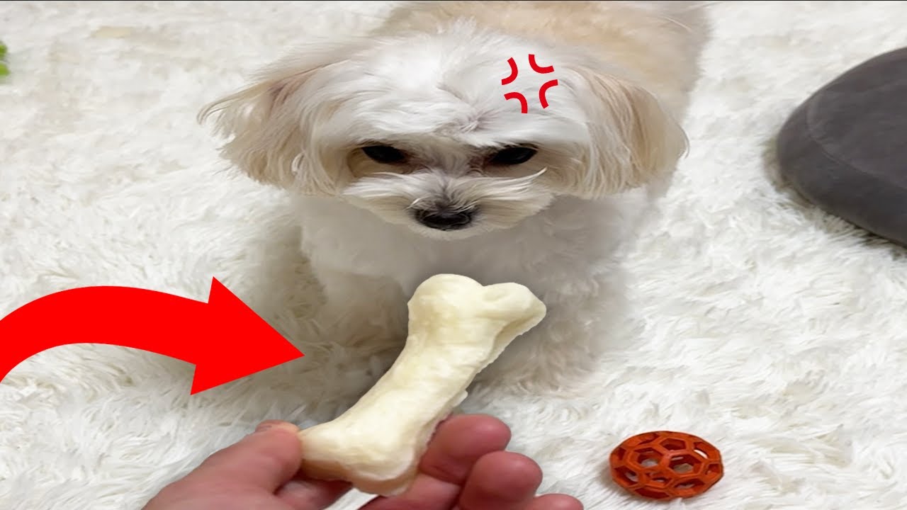 小さい犬に巨大なおやつをあげたら.. (やばい)