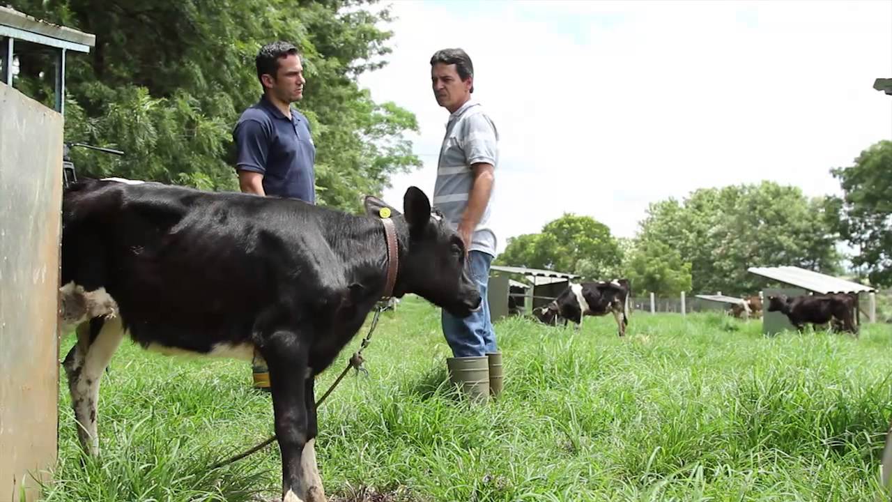 Desenvolvimento da Glândula Mamária - Parte 1