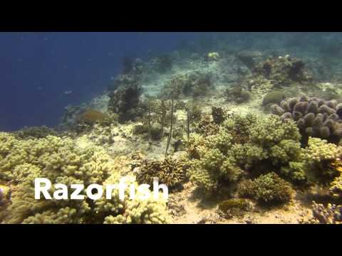 Razorfish in Philippines