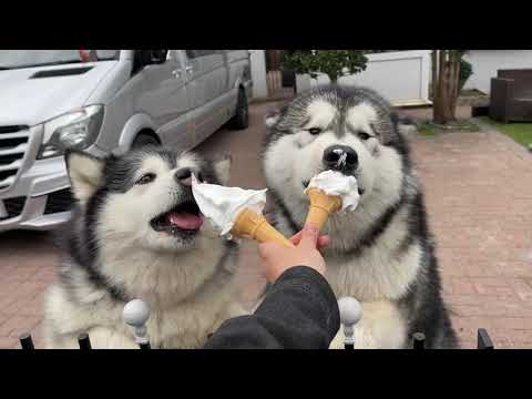 My Dogs Demolish Ice Cream! Phil Tries To Steal It All!