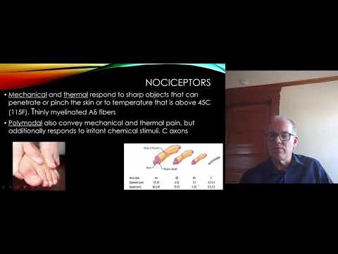 Sensory Receptors and Pain