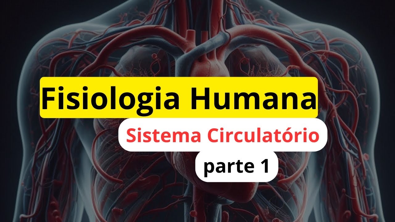 Como Funciona o Sistema Circulatório? Do Coração às Veias [saiba tudo sobre]