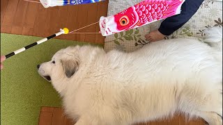 ドレミの歌グレートピレニーズ がライブ配信中!こどもの日!!!1時間くらい!
