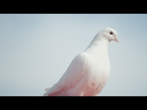 Radical Fantasy -The Shout Of The Night Bird [Organic House]