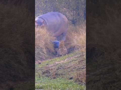 The hippopotamus is considered the world's deadliest large land mammal #wild #animals #shorts #facts