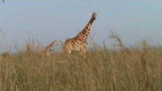 preview picture of video 'Discovery Centre Uganda - Giraffes in Murchison Falls National Park'