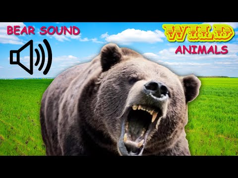 WILD ANIMALS - BEAR ROAR SOUND - BEAR SOUND EFFECTS
