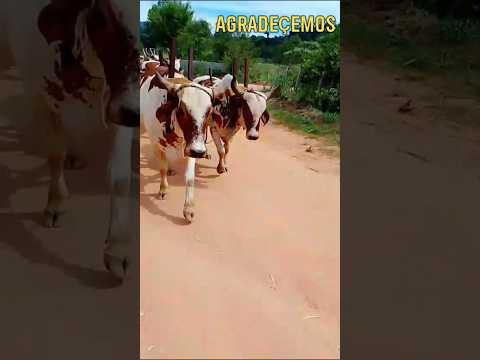 OS CARREIROS DE SÃO JOÃO DA MATA MOSTRANDO SUA TRADIÇÃO! #boiadeiro #roça #tradição #carreiro