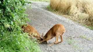 preview picture of video 'Wild Deer Fight Club in Germany'