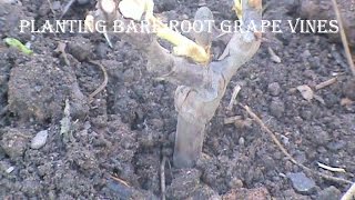 Gardening On The Porch: Planting Bare Root Grape Vines