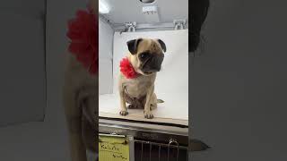 Video preview image #1 Pug Puppy For Sale in Benton, LA, USA