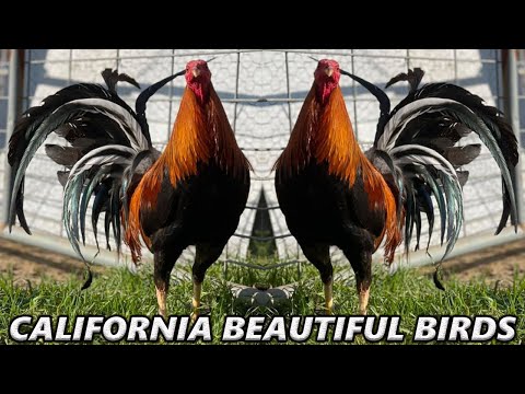 Leiper Hatch Grey Kelso Sweater McLean Borwnred Gutierrez Farm - Beautiful Birds Farm Visit