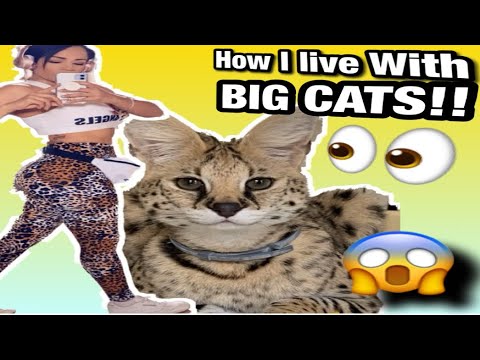 LIVING WITH BIG CATS!! Is African Serval good pets? Education
