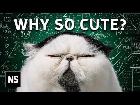 The Strange Science Behind Cat Cuteness