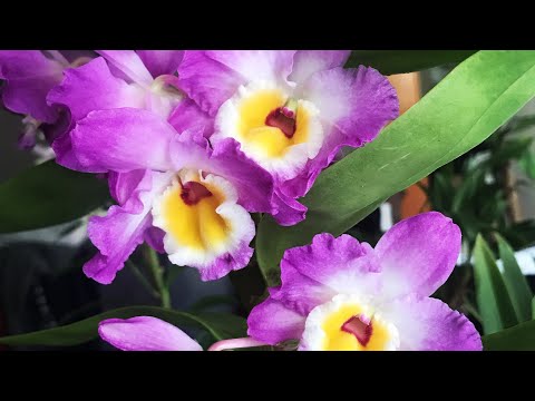 ORCHID COLLECTION TOUR - PART III