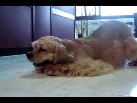 Los trucos de mi perro Cocker Spaniel