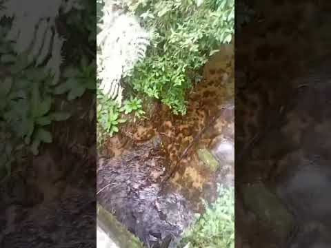 Serra de Tapiraí do Sul Juquiá São Paulo 
